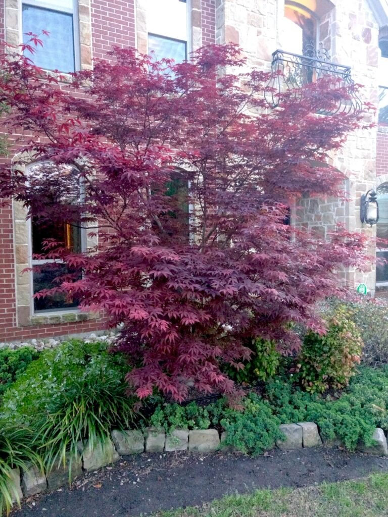 DIY frontyard landscape featuring our red Japanese Maple