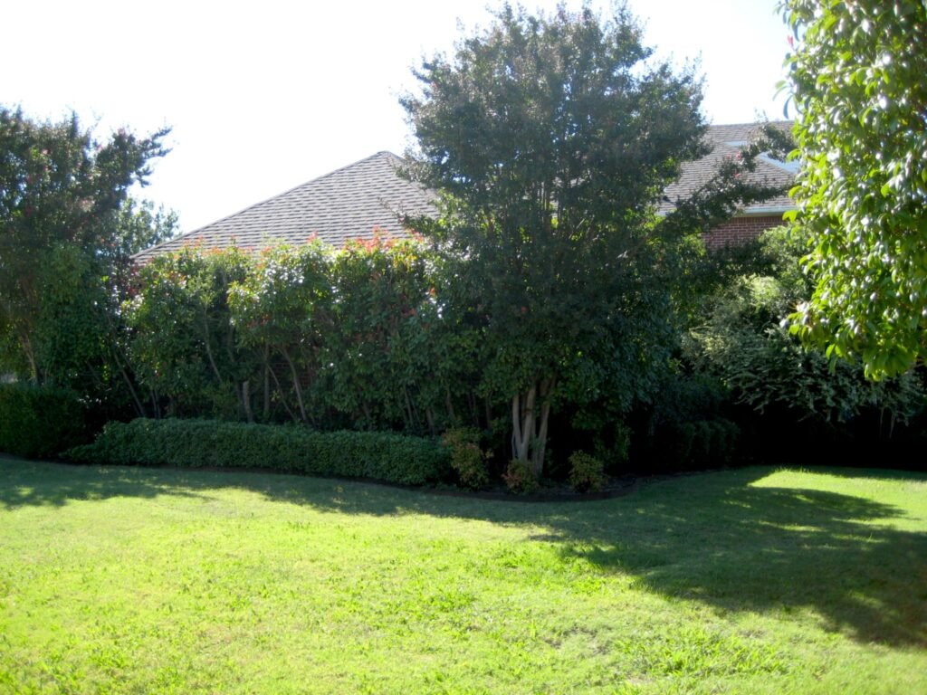 DIY frontyard landscape before photos with overgrown shrubs