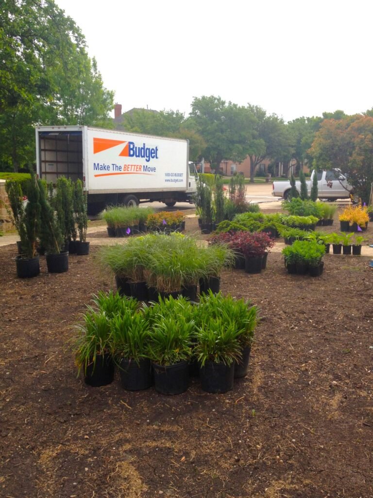 DIY frontyard landscape showing the plants fresh off the rental truck